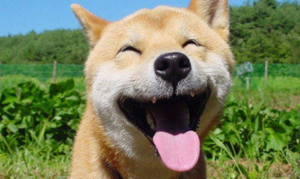 o-happy-dog-day-of-happiness-facebook-2-1024x612